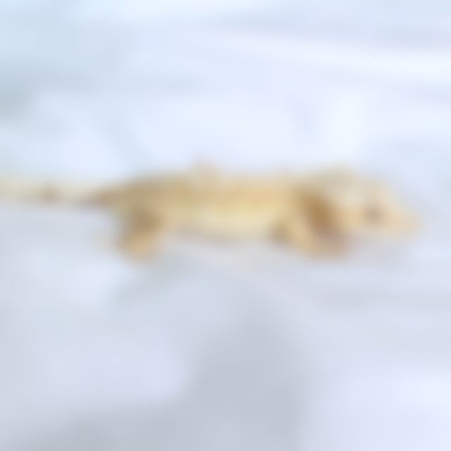 노멀