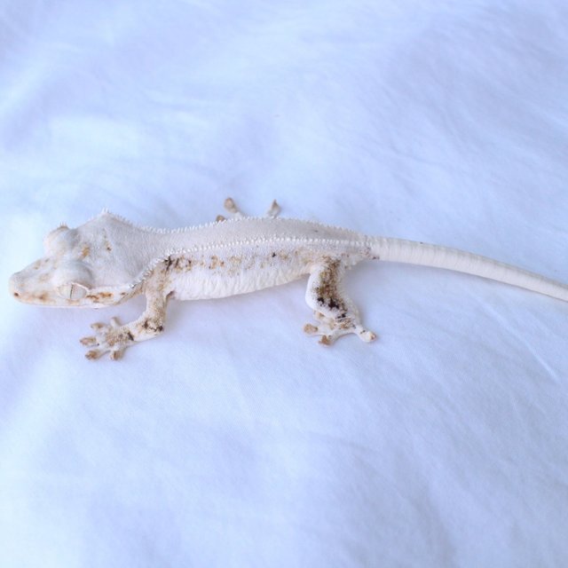 Lilly White