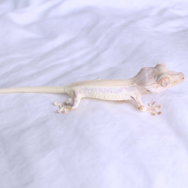Lilly White Solid Back