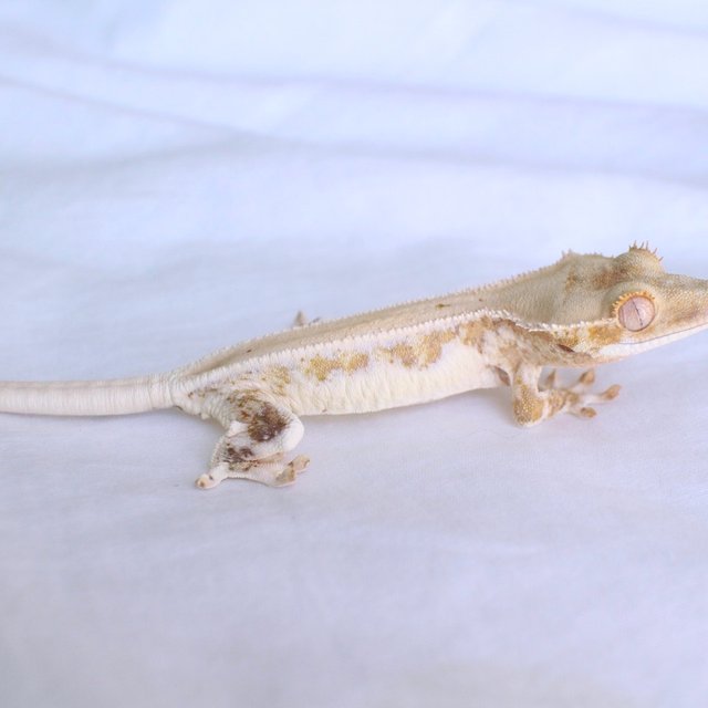 릴리화이트 옐로우 크림 크림시클