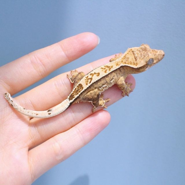크림시클 옐로우