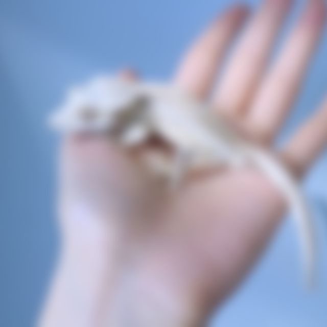 노멀