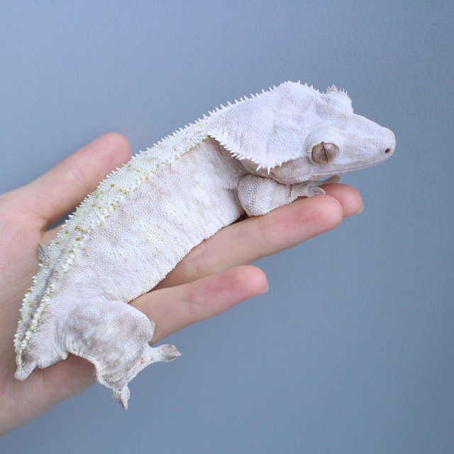 노멀 드리피 화이트스팟 옐로우 크림 크림시클