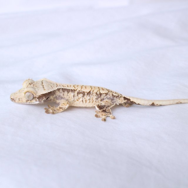 White Spot Normal Drippy