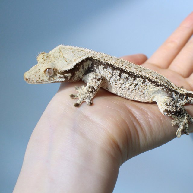 노멀 드리피 화이트스팟