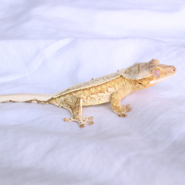 Cream Creamsicle White Spot Normal Yellow