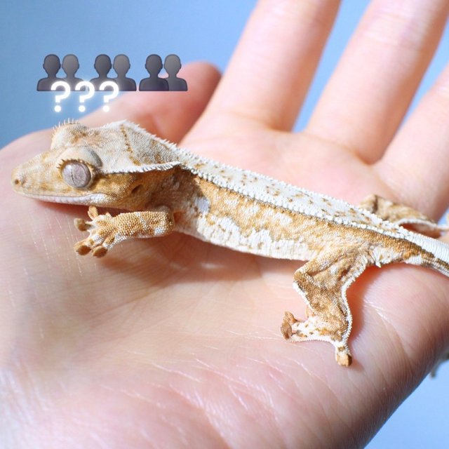 노멀 드리피 화이트스팟 옐로우 크림 크림시클