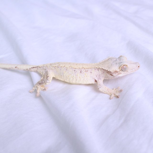 Normal Drippy White Spot Red