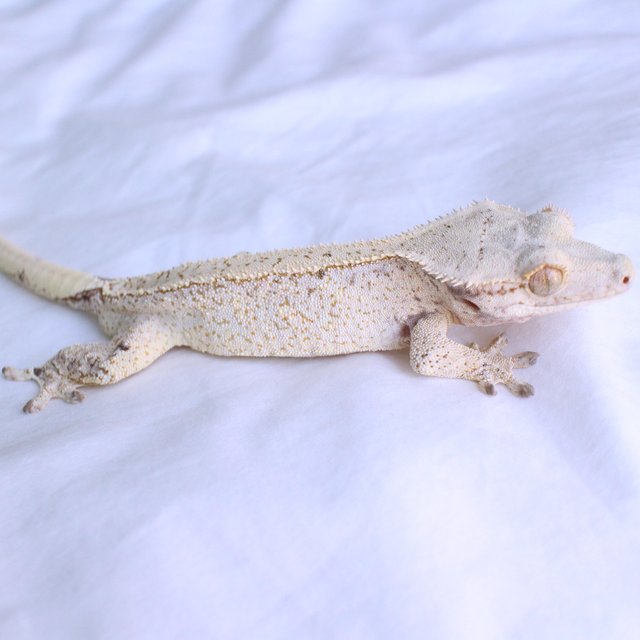 Normal Drippy White Spot