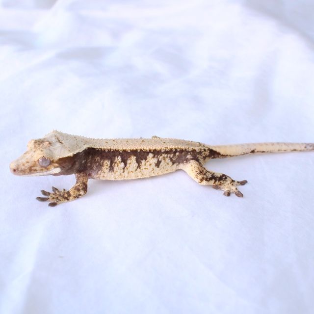 노멀 솔리드백 드리피 화이트스팟