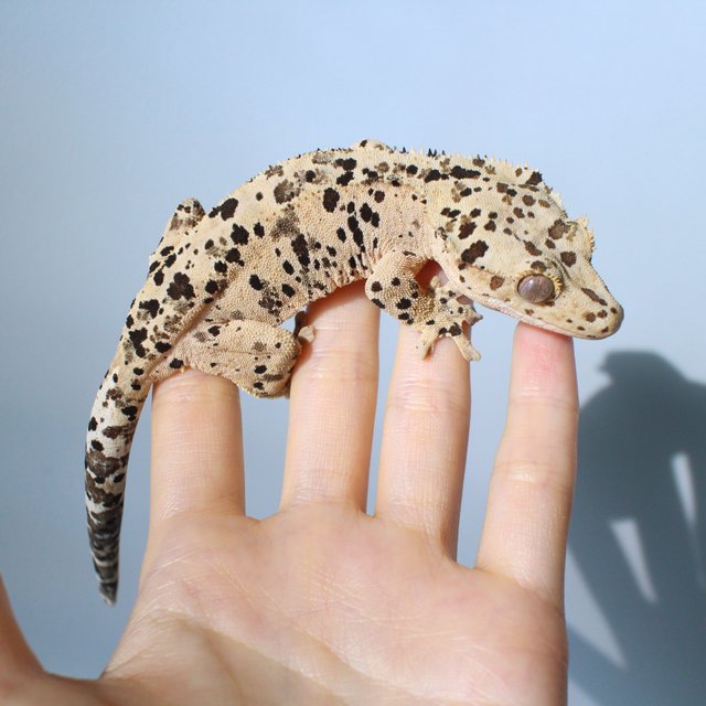 노멀 달마시안 슈퍼달마시안