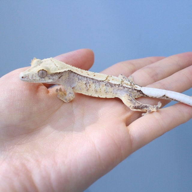 노멀 드리피 화이트스팟