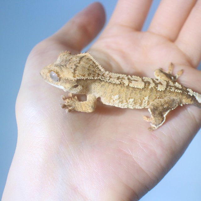 노멀 화이트스팟 옐로우 크림 크림시클