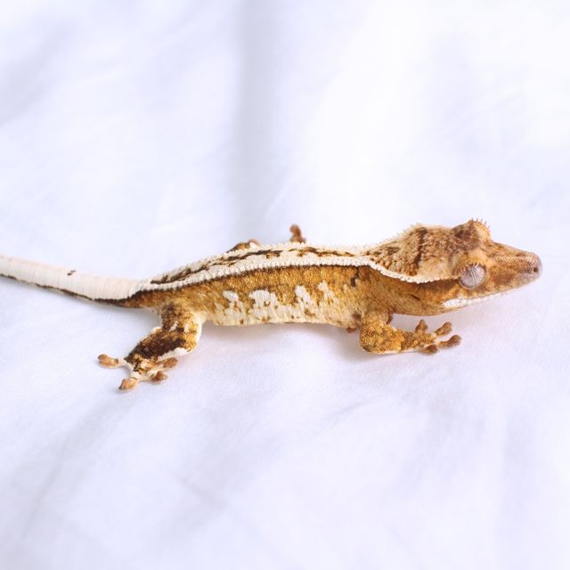 드리피 화이트스팟 크림시클 에밀리