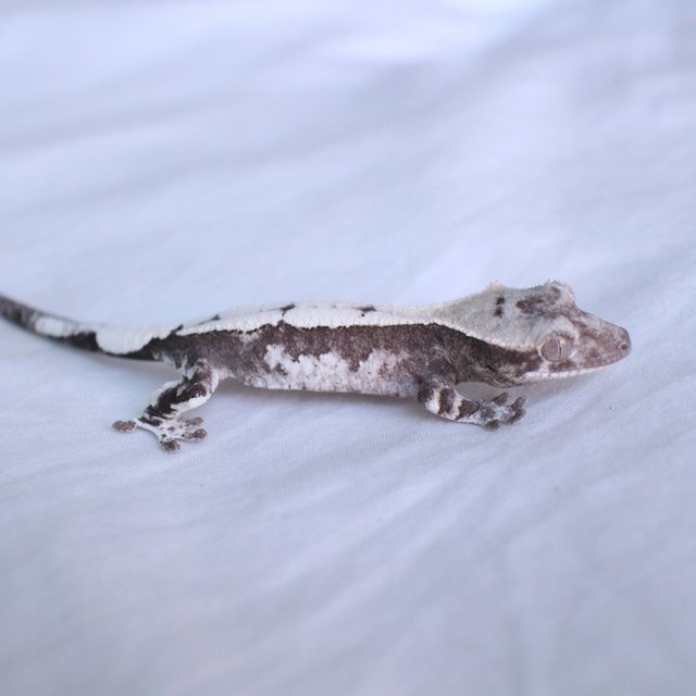 Sable Axanthic