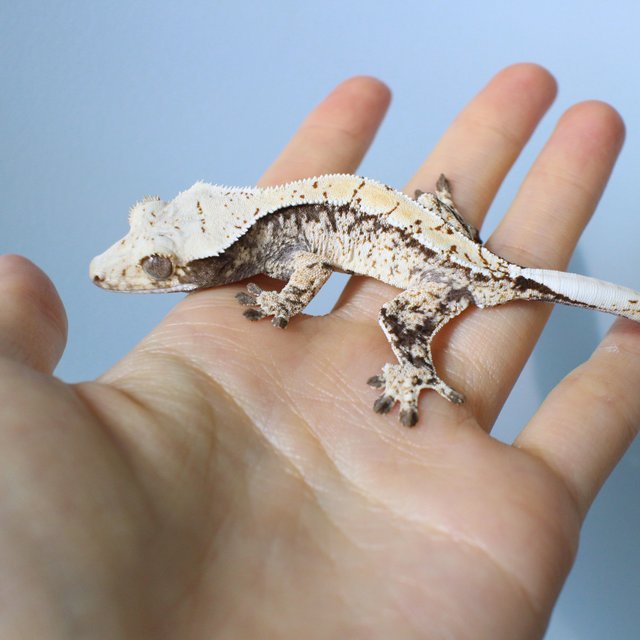 노멀 드리피 화이트스팟