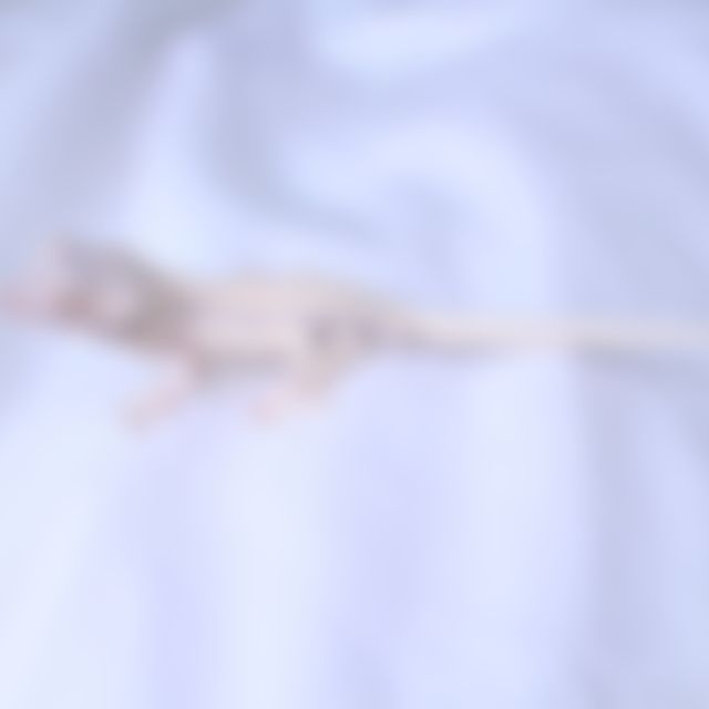 프라푸치노