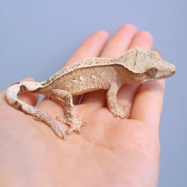 노멀 크림시클 옐로우
