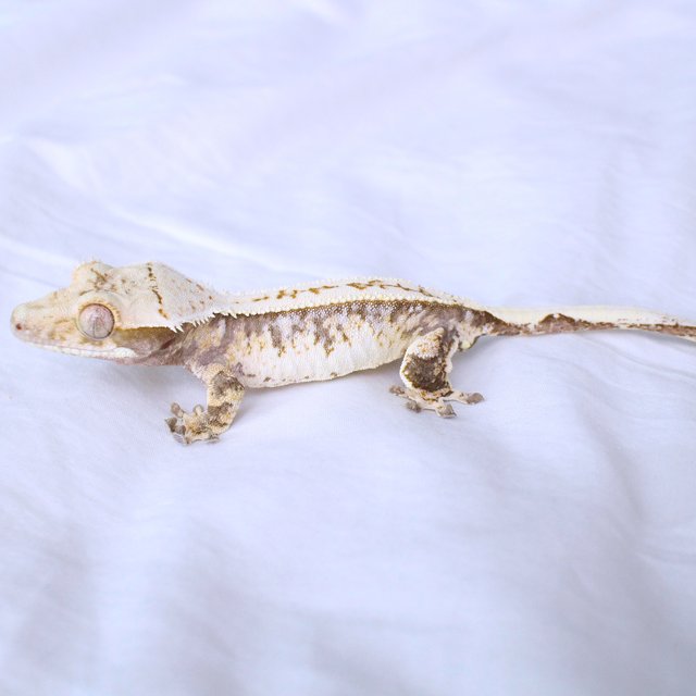 Normal Drippy White Spot Pinstripe Tri