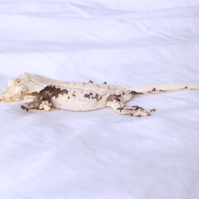 White Spot Drippy Normal
