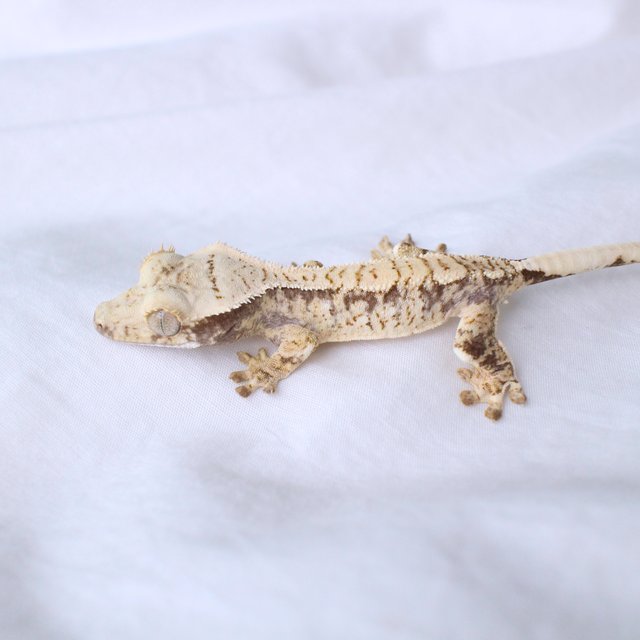 White Spot Normal Drippy