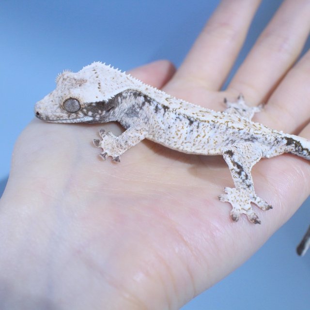 노멀 드리피 화이트스팟