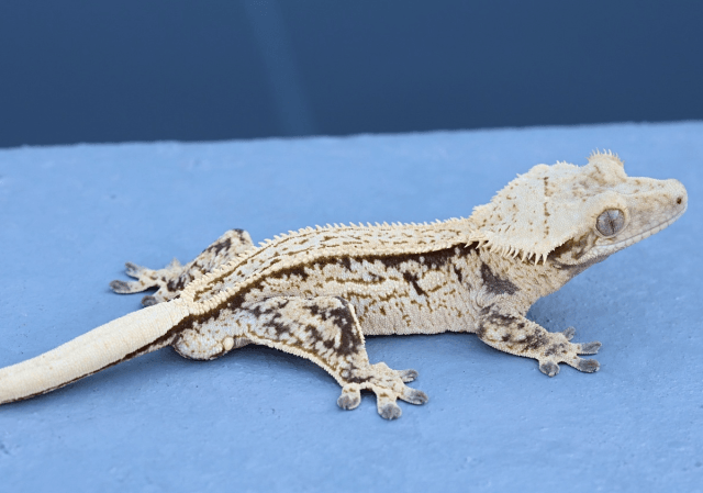 Normal Drippy White Spot