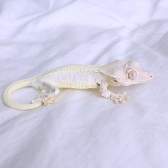 Lilly White Solid Back