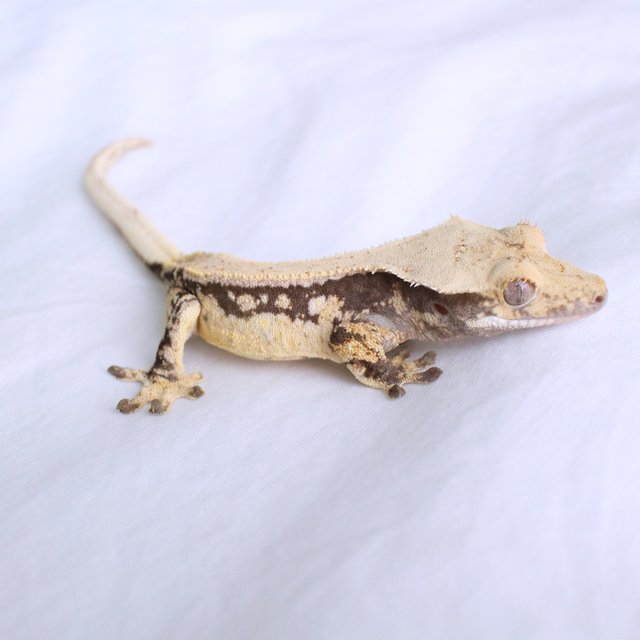 Drippy White Spot Normal