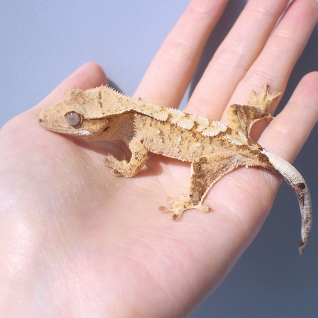 노멀 옐로우