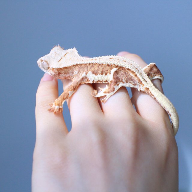 릴리100%헷아잔틱