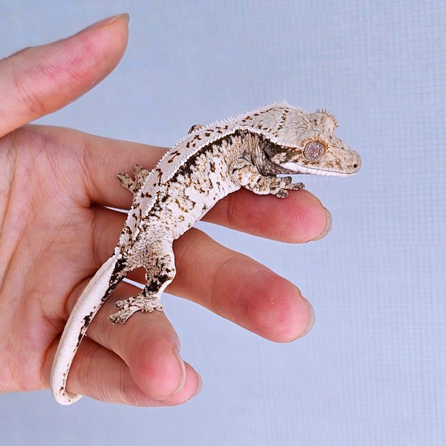 노멀 드리피 화이트스팟