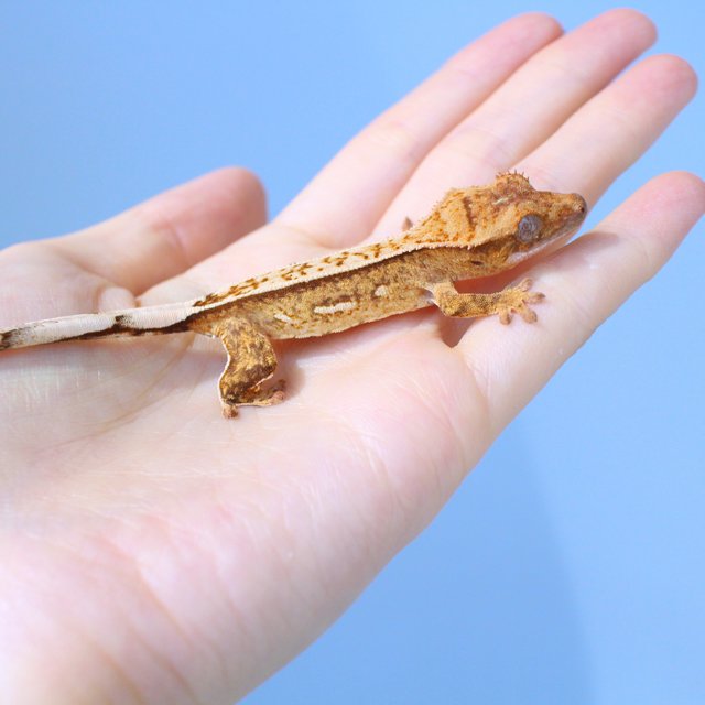 Normal White Spot Yellow Creamsicle Cream