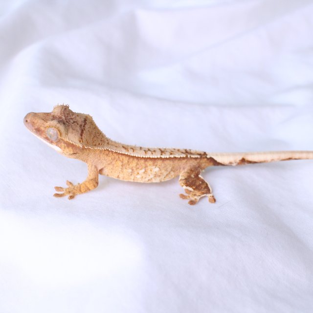 노멀 화이트스팟 옐로우 크림 크림시클