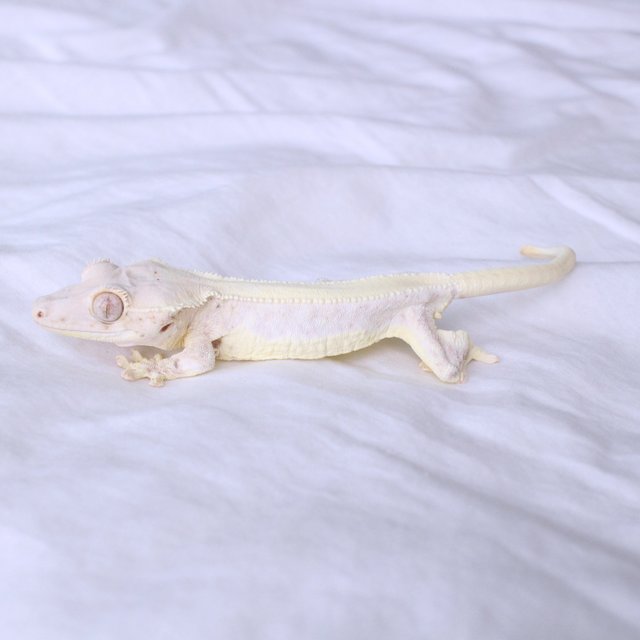 Lilly White Solid Back