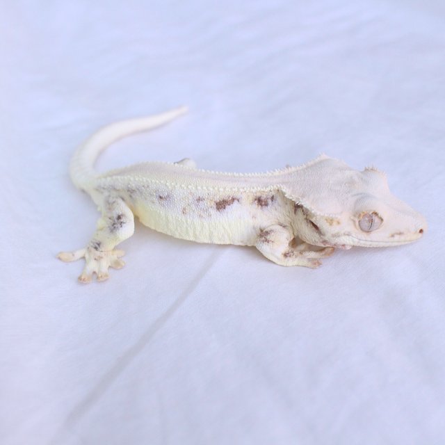 Solid Back Lilly White