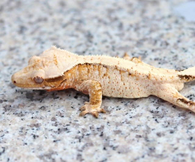 Normal Drippy White Spot