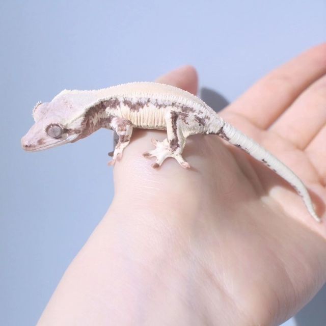 프라푸치노
