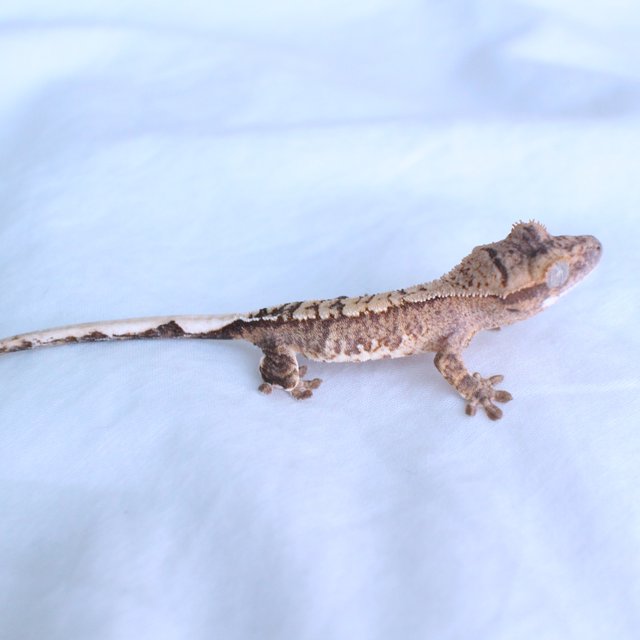 노멀 화이트스팟 크림시클 옐로우