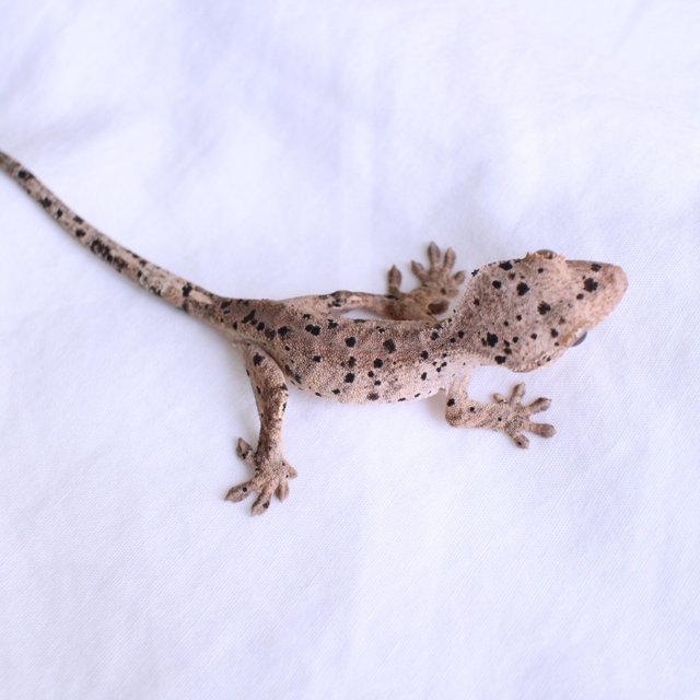 Super Dalmatian Normal