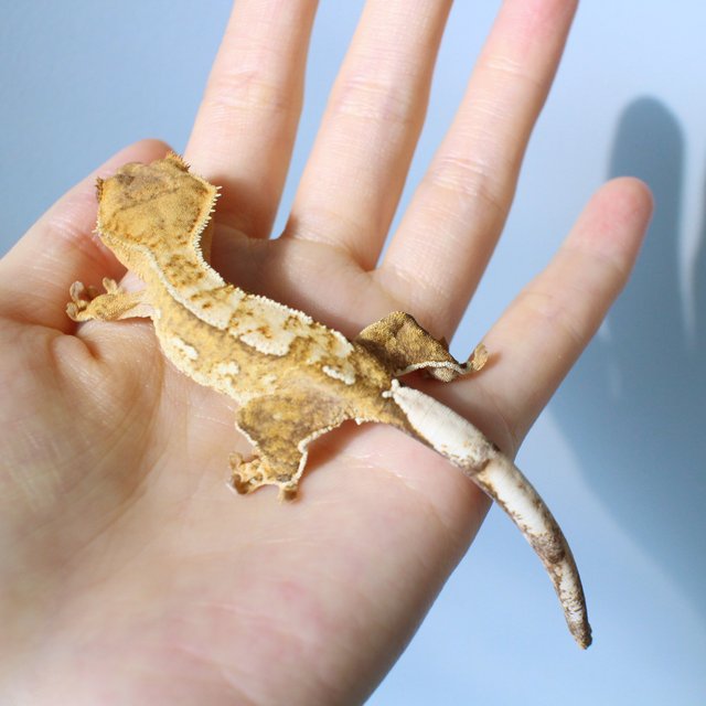 노멀 옐로우 크림 크림시클