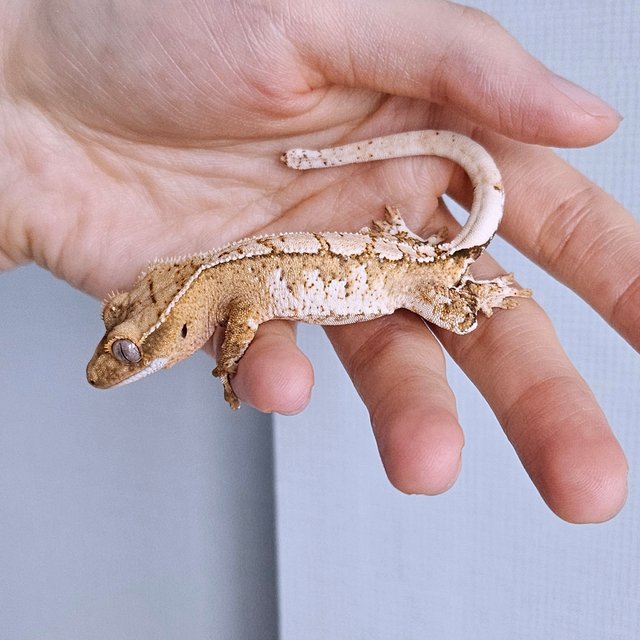 노멀 화이트스팟 옐로우 크림 크림시클