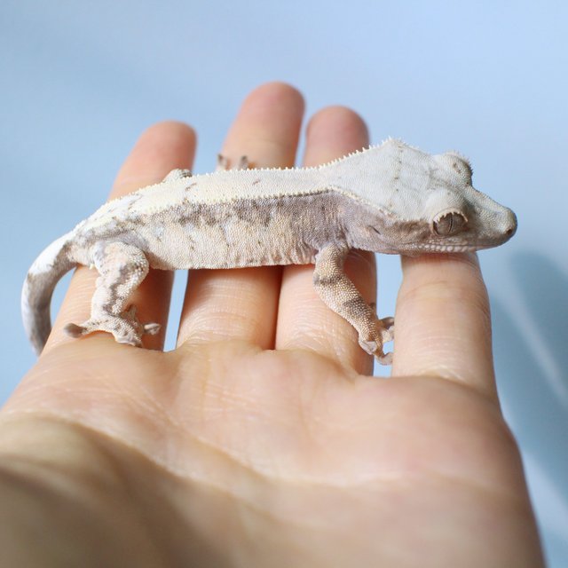 세이블 드리피 화이트스팟