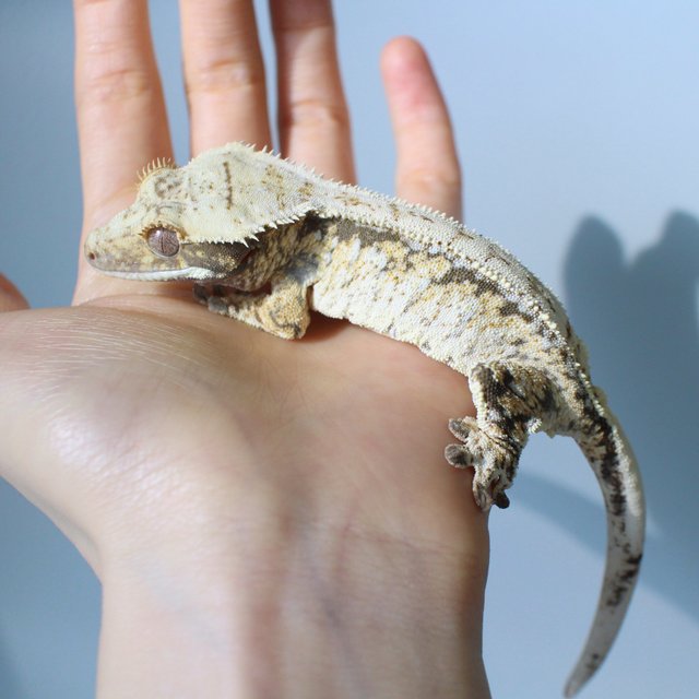 노멀 드리피 화이트스팟