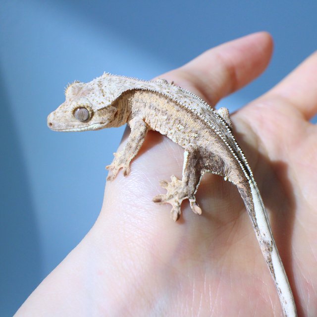 노멀 팬텀 옐로우 크림 크림시클