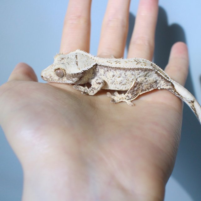 노멀 드리피 화이트스팟