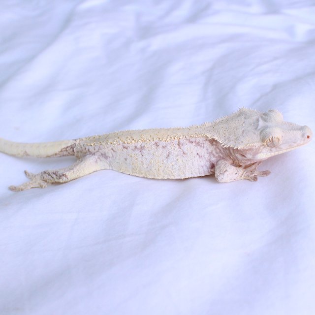 Normal Drippy White Spot Red