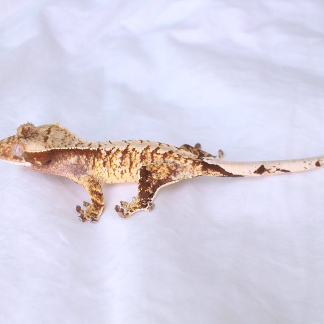 노멀 화이트스팟