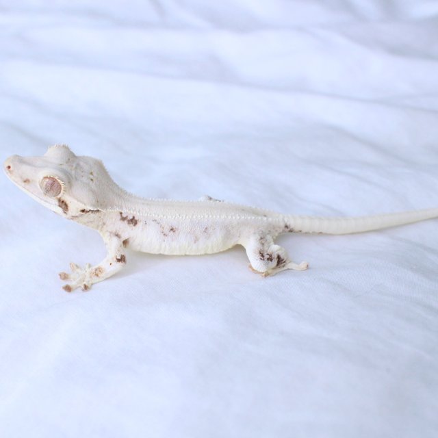 Lilly White