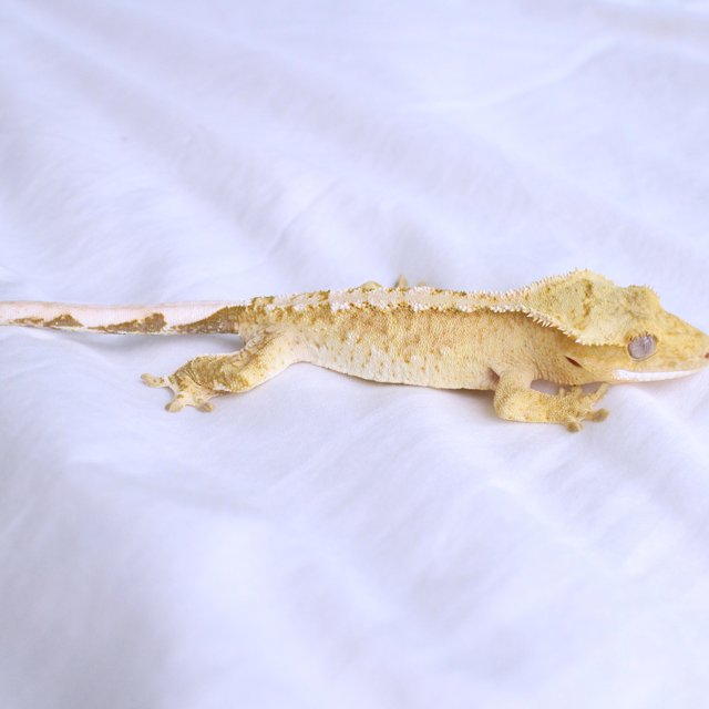 Yellow White Spot Cream Creamsicle Normal
